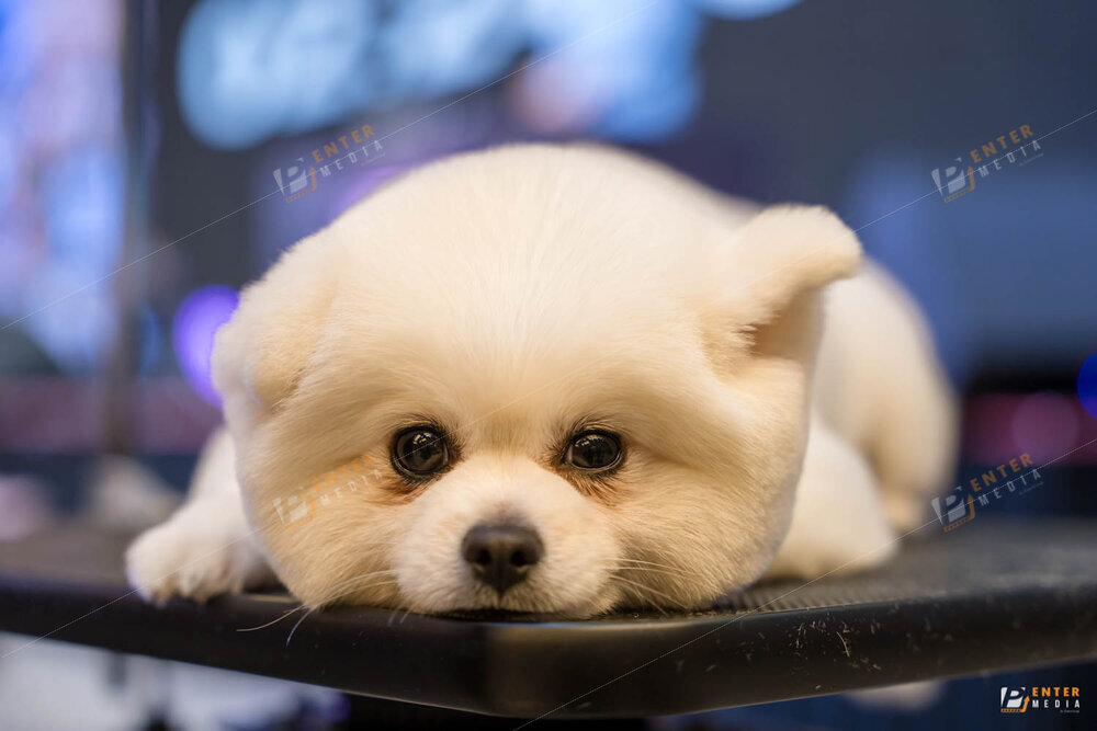 chup-su-kien-hyponic-igc-2024-41