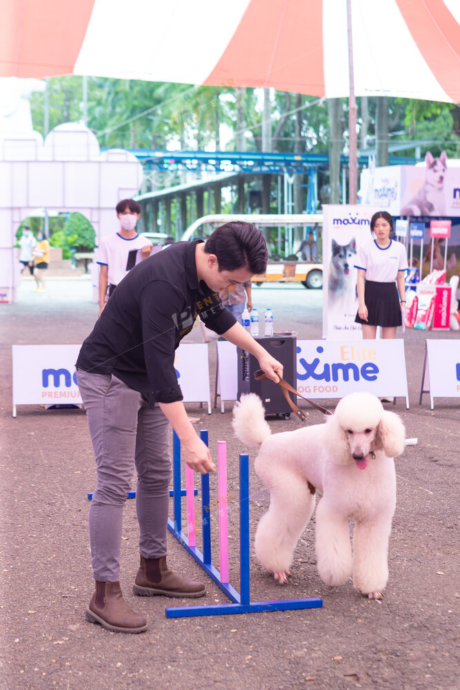 enter-media-quay-phim-chup-hinh-su-kien-dog-show-008