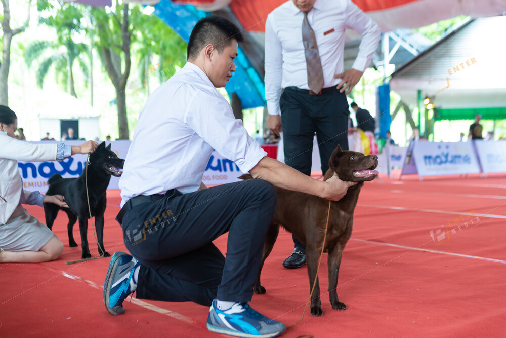 enter-media-quay-phim-chup-hinh-su-kien-dog-show-011