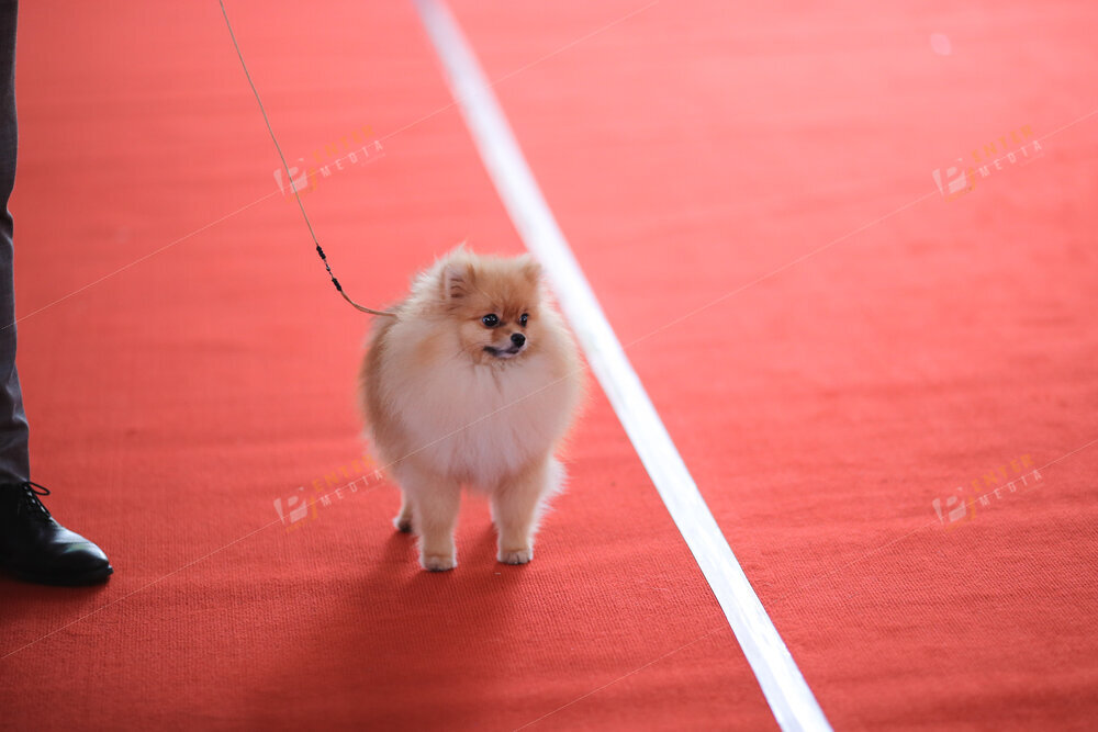 enter-media-quay-phim-chup-hinh-su-kien-dog-show-024