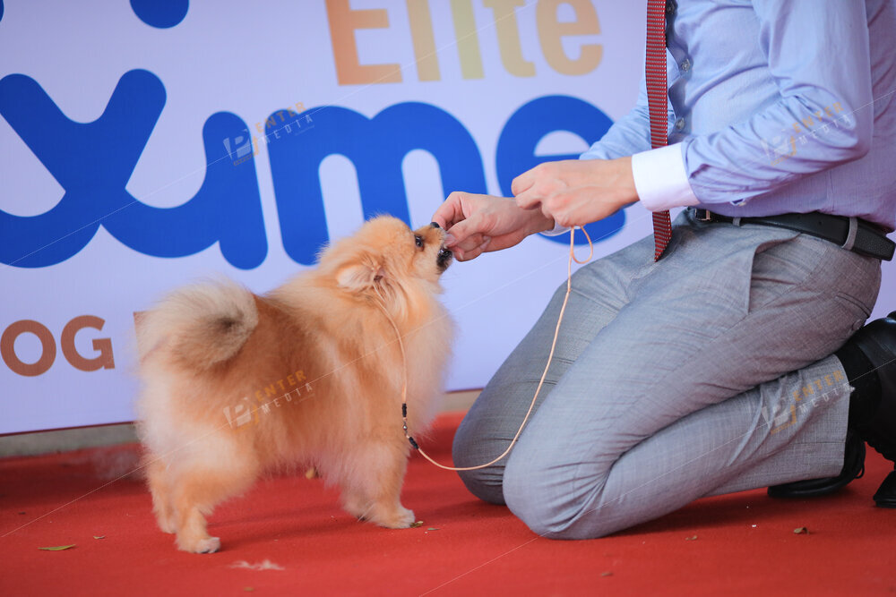 enter-media-quay-phim-chup-hinh-su-kien-dog-show-026
