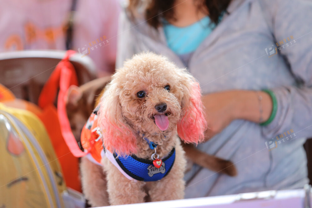 enter-media-quay-phim-chup-hinh-su-kien-dog-show-027