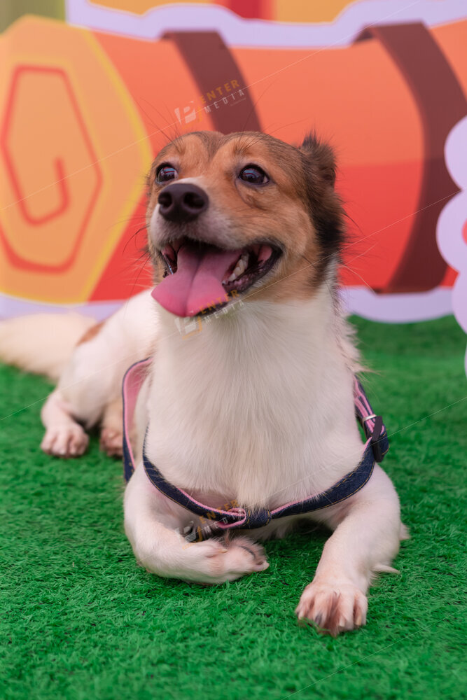 enter-media-quay-phim-chup-hinh-su-kien-dog-show-028