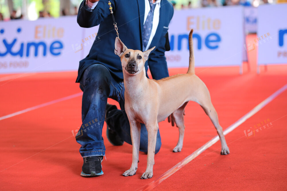 enter-media-quay-phim-chup-hinh-su-kien-dog-show-029