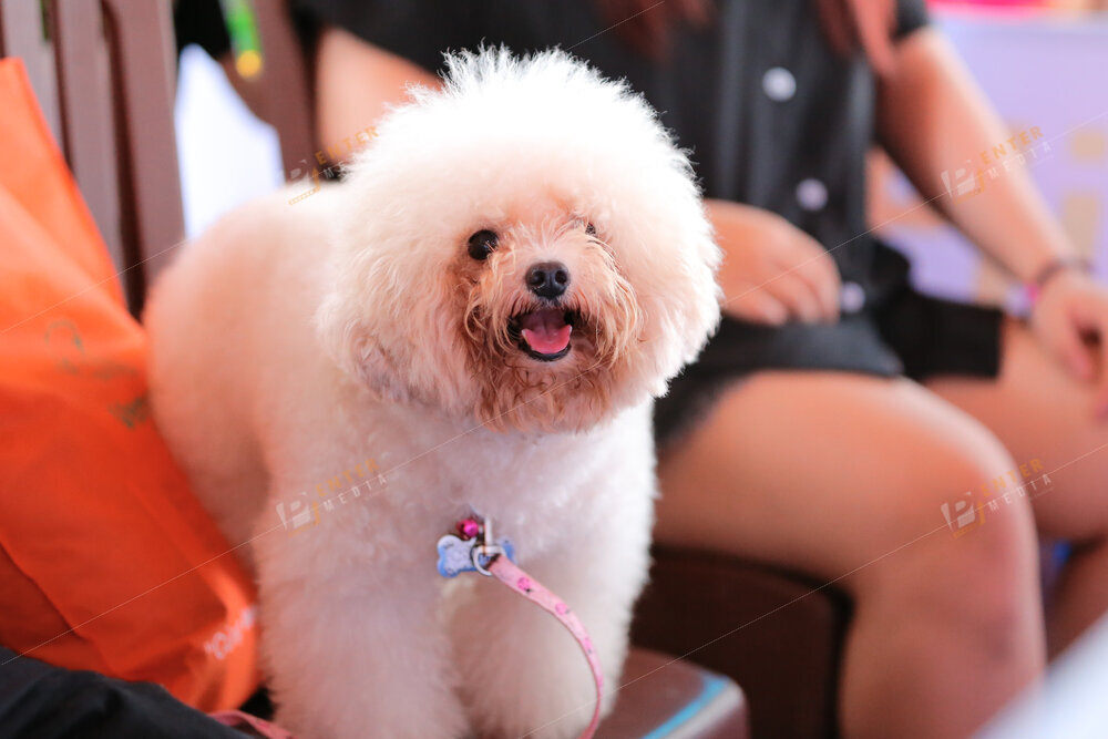 enter-media-quay-phim-chup-hinh-su-kien-dog-show-031