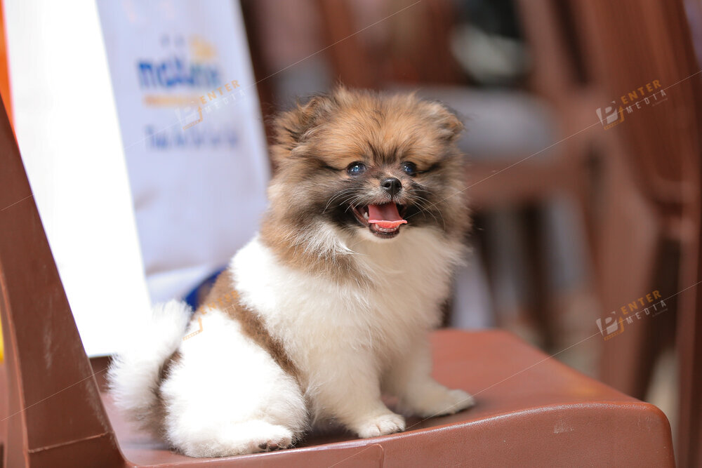 enter-media-quay-phim-chup-hinh-su-kien-dog-show-032