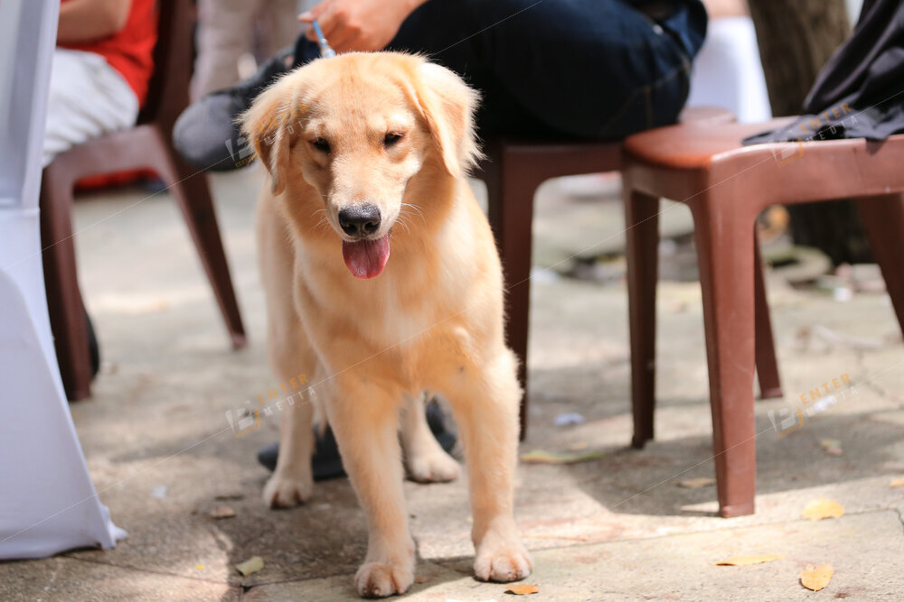enter-media-quay-phim-chup-hinh-su-kien-dog-show-033