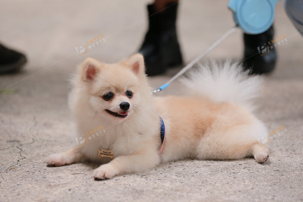 enter-media-quay-phim-chup-hinh-su-kien-dog-show-034