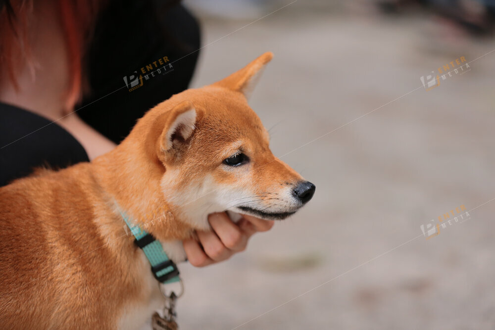 enter-media-quay-phim-chup-hinh-su-kien-dog-show-035