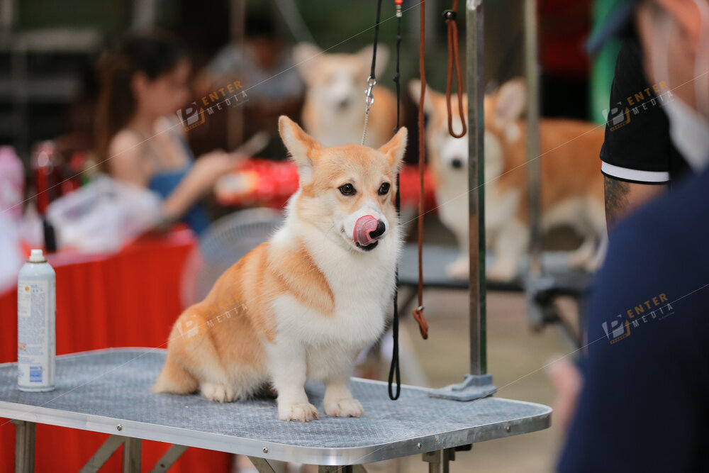 enter-media-quay-phim-chup-hinh-su-kien-dog-show-036