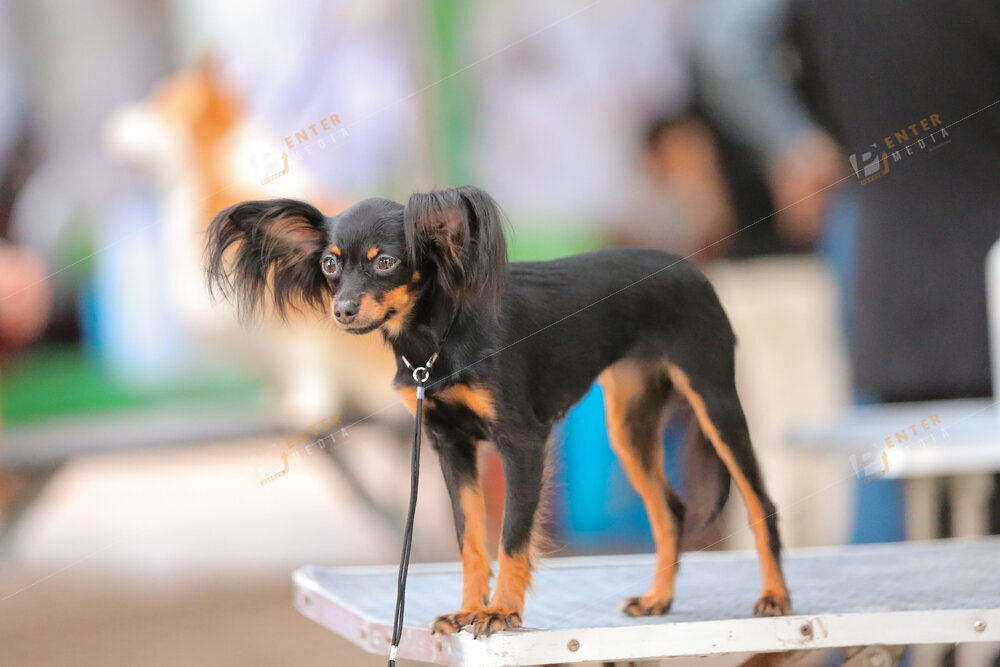 enter-media-quay-phim-chup-hinh-su-kien-dog-show-037
