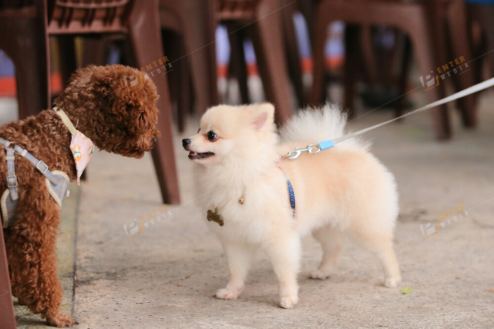 enter-media-quay-phim-chup-hinh-su-kien-dog-show-038