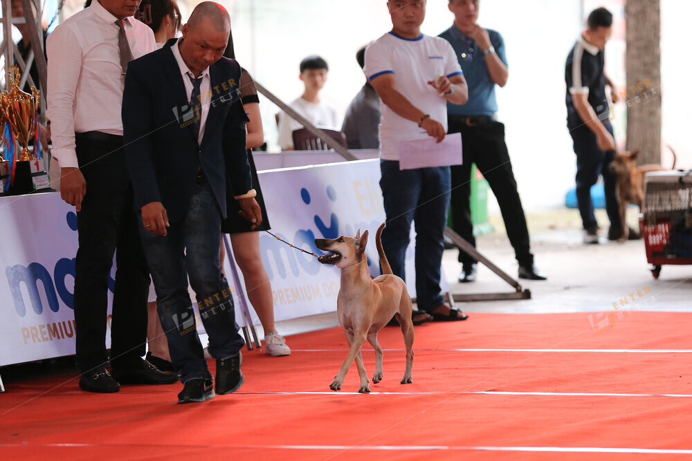 enter-media-quay-phim-chup-hinh-su-kien-dog-show-039