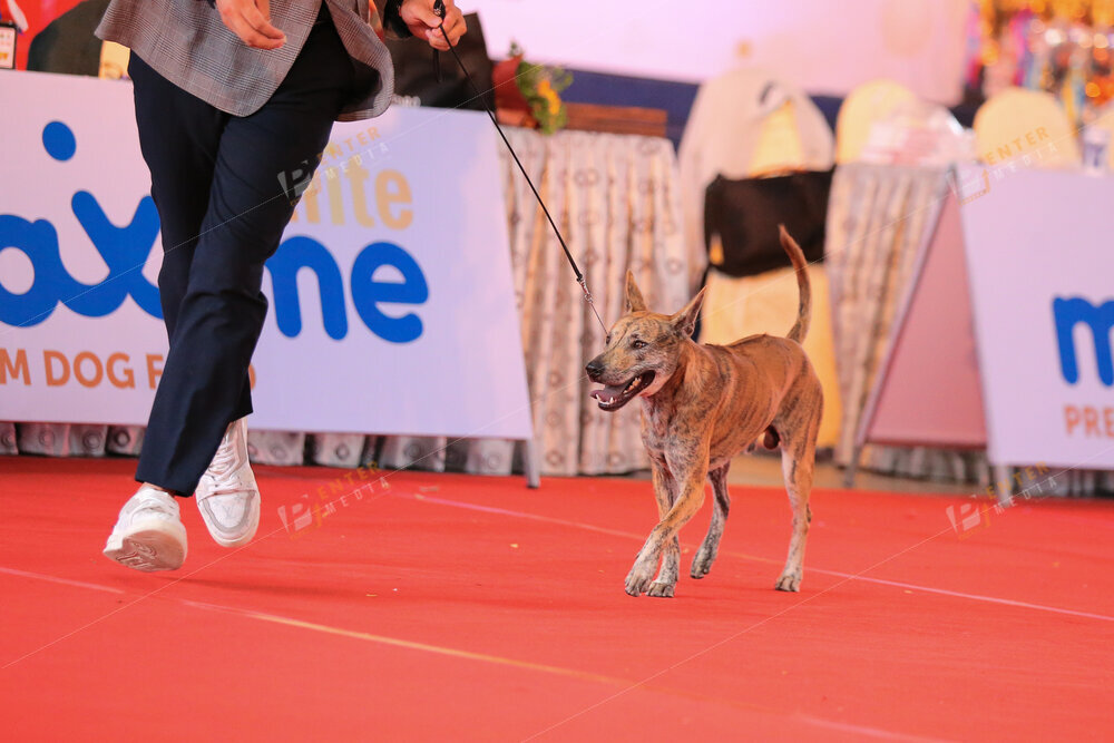 enter-media-quay-phim-chup-hinh-su-kien-dog-show-040