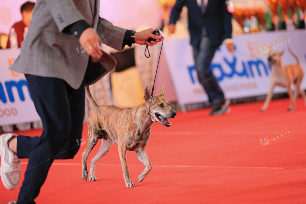 enter-media-quay-phim-chup-hinh-su-kien-dog-show-041