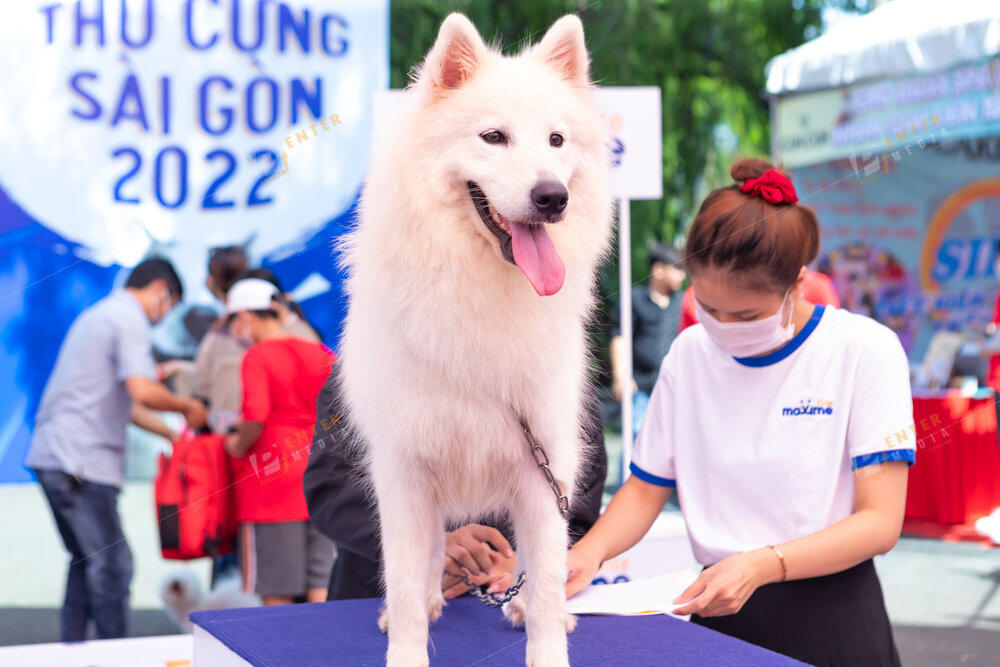 Hình ảnh chú cún tham gia cuộc thi