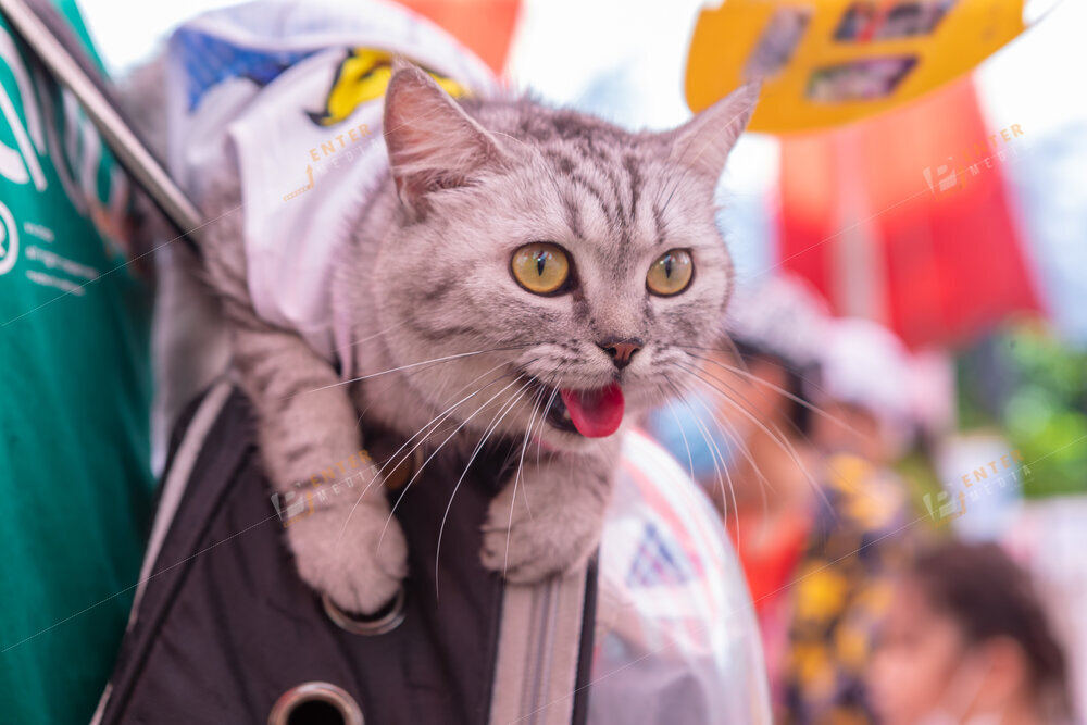 enter-media-quay-phim-chup-hinh-su-kien-dog-show-049