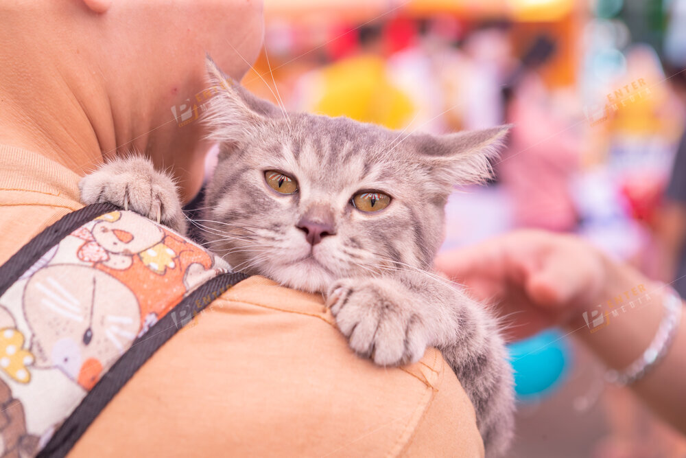 enter-media-quay-phim-chup-hinh-su-kien-dog-show-050