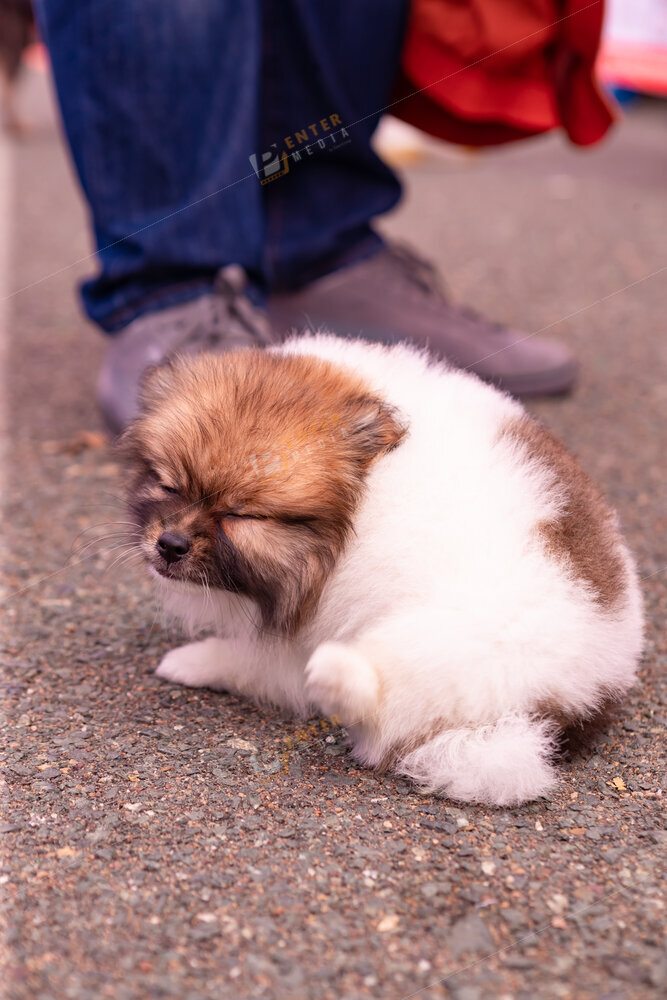 enter-media-quay-phim-chup-hinh-su-kien-dog-show-057