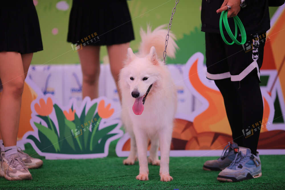 enter-media-quay-phim-chup-hinh-su-kien-dog-show-059