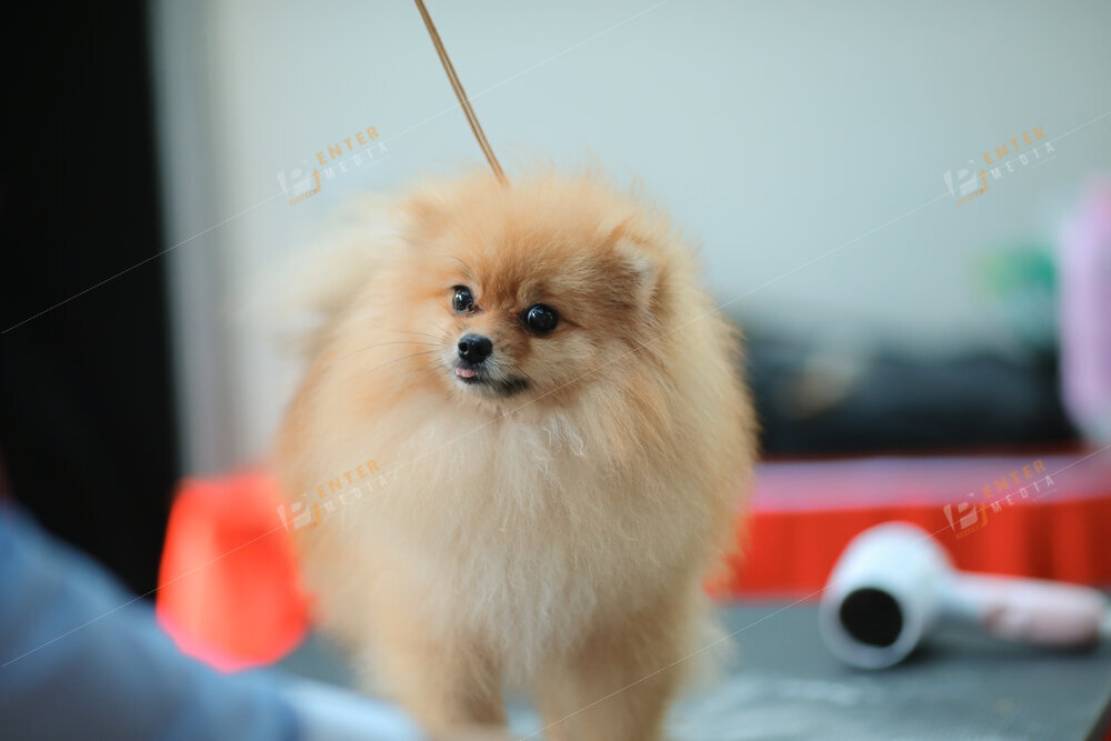 enter-media-quay-phim-chup-hinh-su-kien-dog-show-060