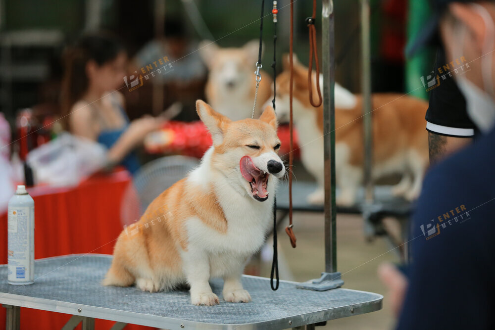 enter-media-quay-phim-chup-hinh-su-kien-dog-show-065